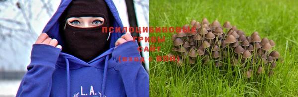 прущая мука Ельня